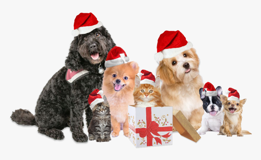 Pet Care Advice, HD Png Download