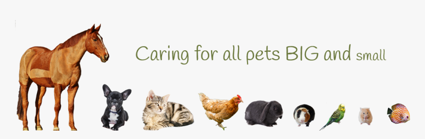 Caring For Pets Big And Small - Pets Big To Small, HD Png Download