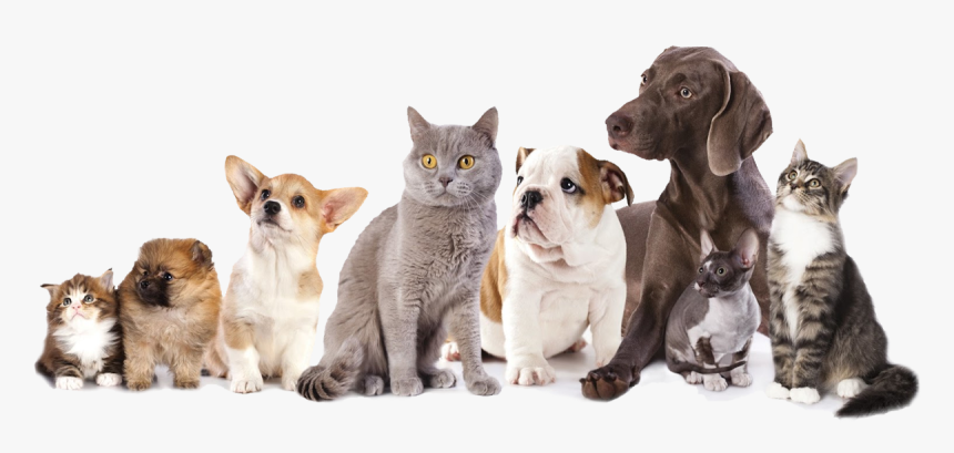 Foster Cats And Dogs, HD Png Download