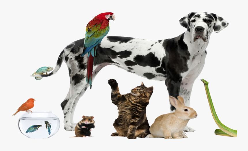 Pets - Nice Pets, HD Png Download