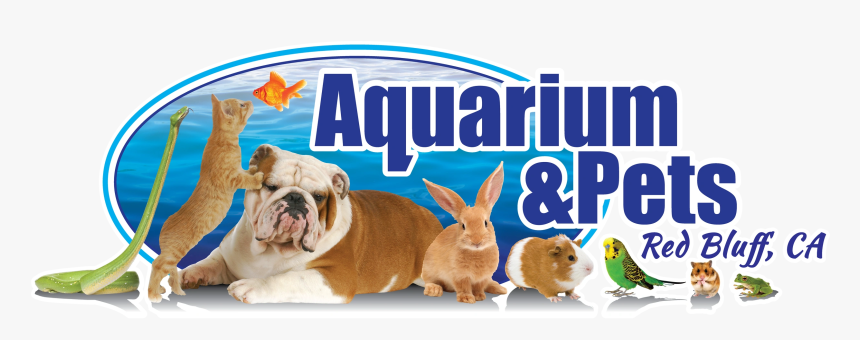 Toy Bulldog, HD Png Download