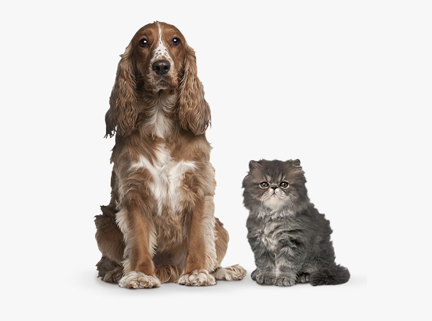 Gail S Happy Pets-logo Facebook Dog And Cat - Brown American Cocker Spaniel, HD Png Download
