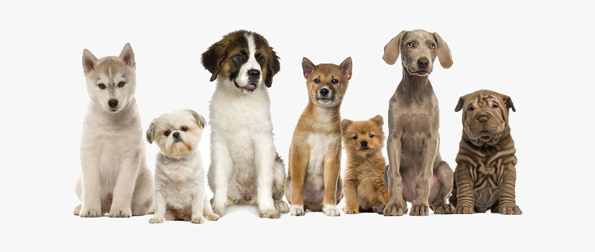Pet Waste Removal - Dogs In A Row, HD Png Download