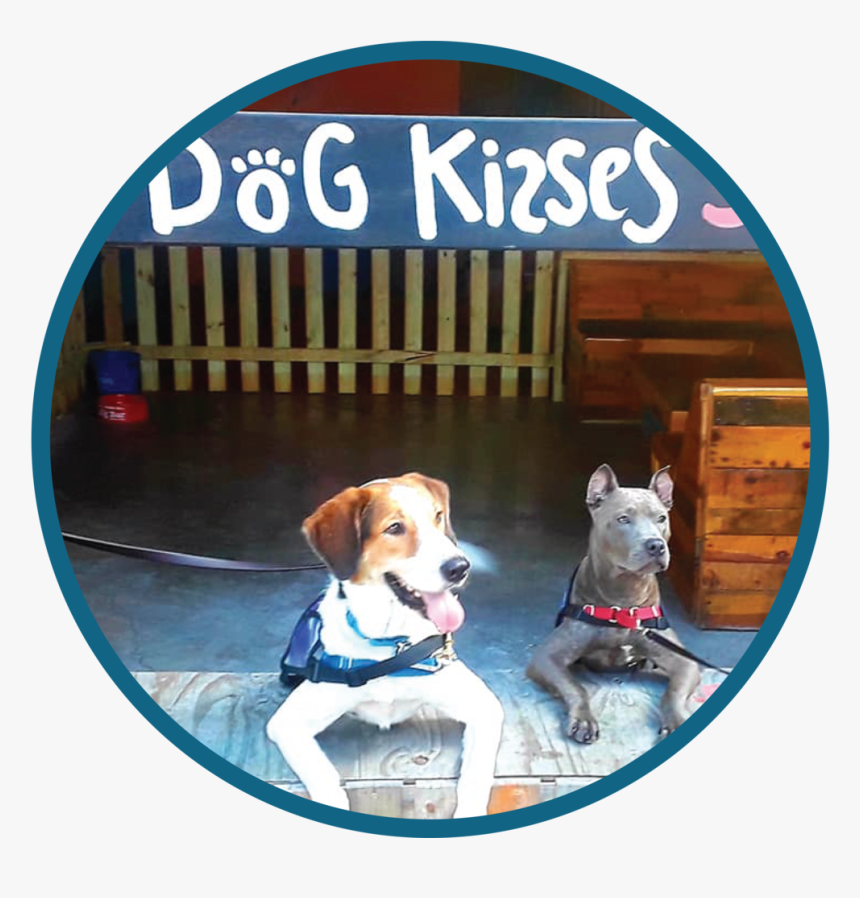 Events Website Graphic - Beagle, HD Png Download