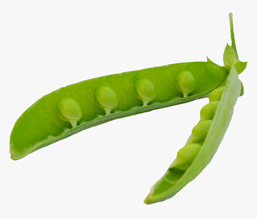 Green Peas Pods Png Image - Pea In Pod Png, Transparent Png