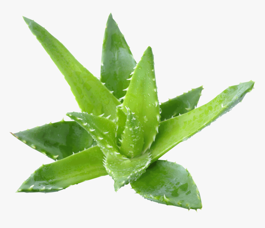 Aloe Vera Benefits - Transparent Background Aloe Vera Png, Png Download