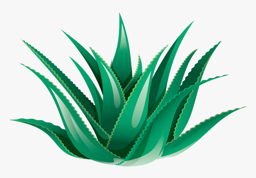 Aloe Vera Clipart - Aloe Vera Watercolor Transparent, HD Png Download