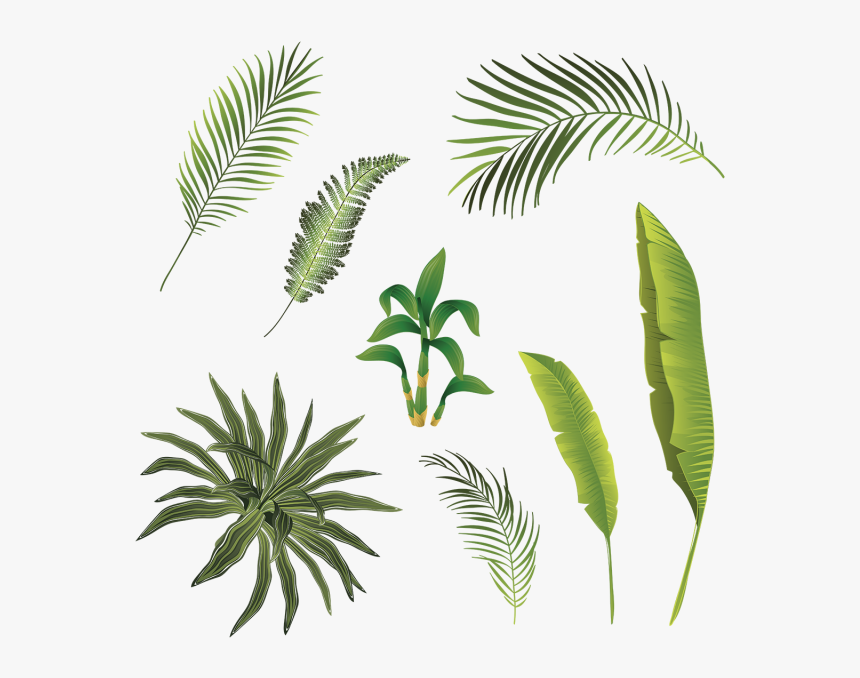Tropical Branch And Leaves Collection, Tropical Branch - Transparent Leaves Tropical Png, Png Download