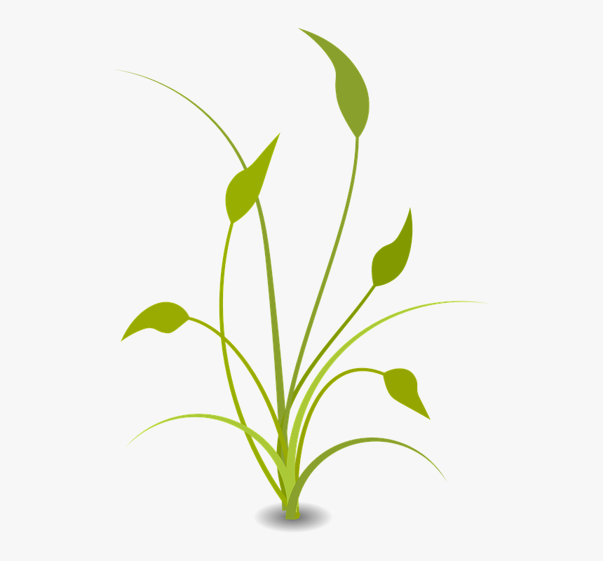 Nature Plant Free Flat - Transparent Background Plant Clipart, HD Png Download