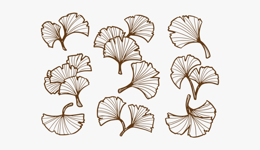 Drawing Ginkgo Leaf Print, HD Png Download