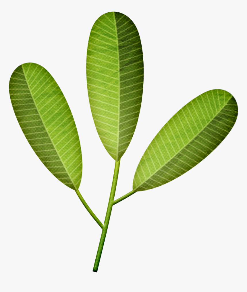 Palmera De Hojas Artificiales - Frangipani Leaf Png, Transparent Png