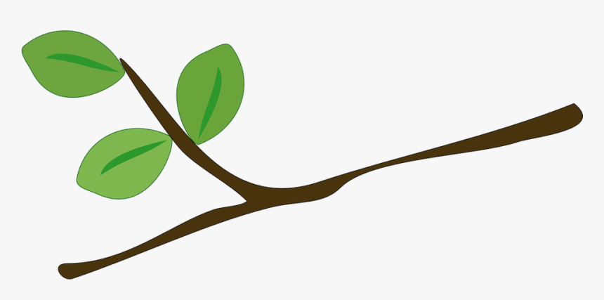Árbol, Rama, Hojas, Verde, Ramas, De La Hoja - Rama De Arbol Png, Transparent Png