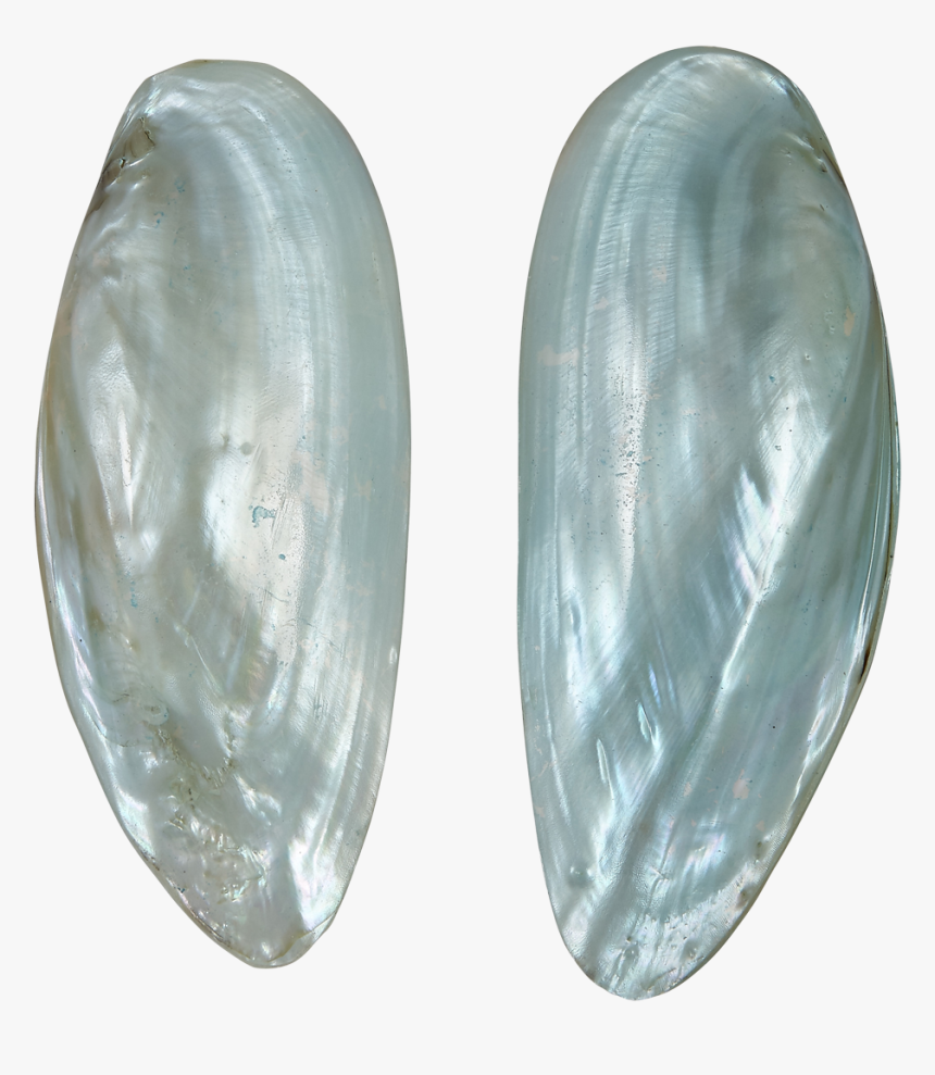 Fwp Spearhead Clam Pair 5 Up Dyed Blue - Gemstone, HD Png Download