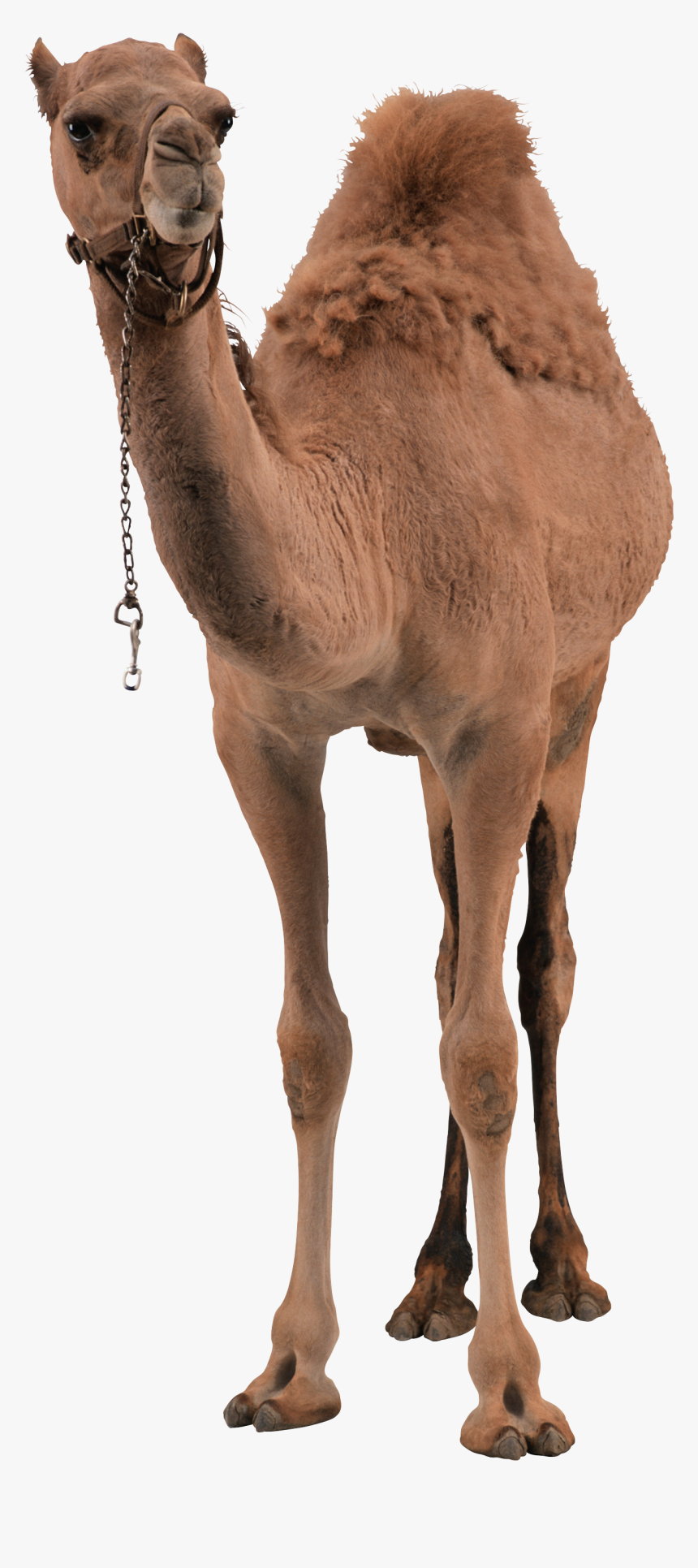 Camel Png Pic - Camel Png, Transparent Png