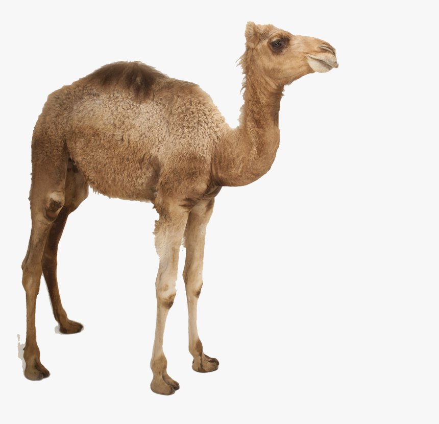 Camel Png Photo - Camel Png, Transparent Png