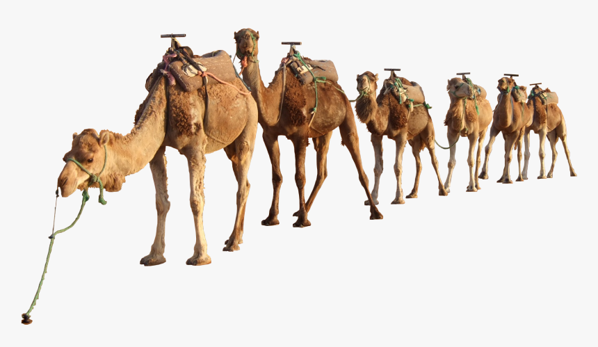 Download Camel Png - Camels Png, Transparent Png