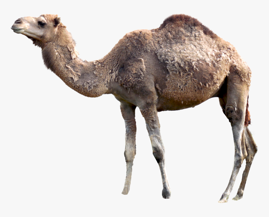 Png Camel Pictures - Camel Png, Transparent Png