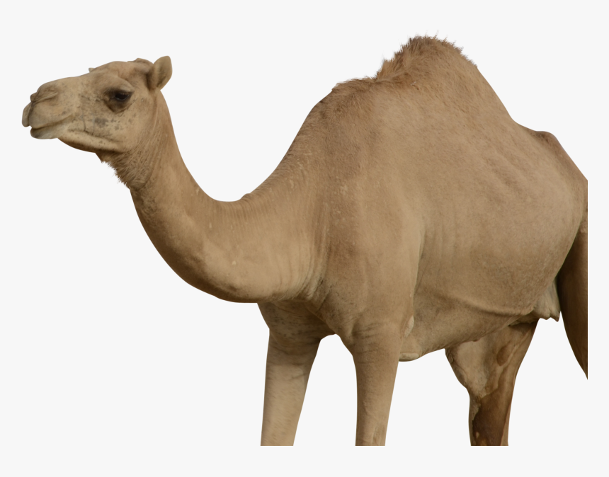Camel Png, Transparent Png