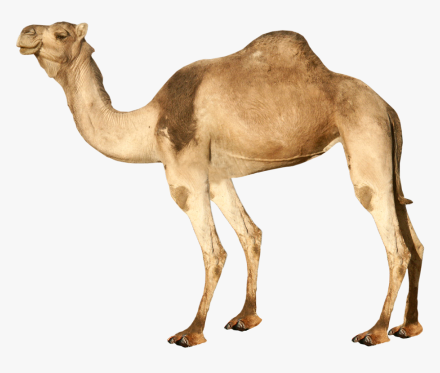 Best Free Camel High Quality Png - Transparent Background Camel Png, Png Download