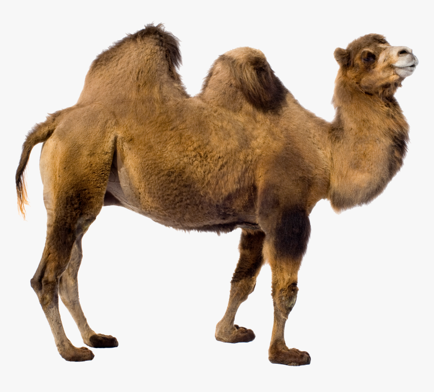 Camel Png - Camel Transparent Background, Png Download