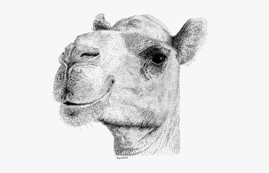 Realistic Drawing Of A Camel, HD Png Download