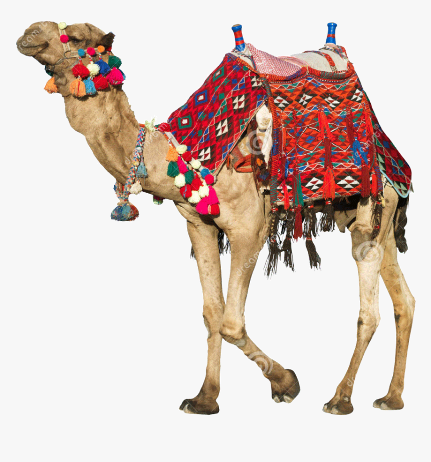 Camel Transparent Rajasthani - Camels Saddle, HD Png Download