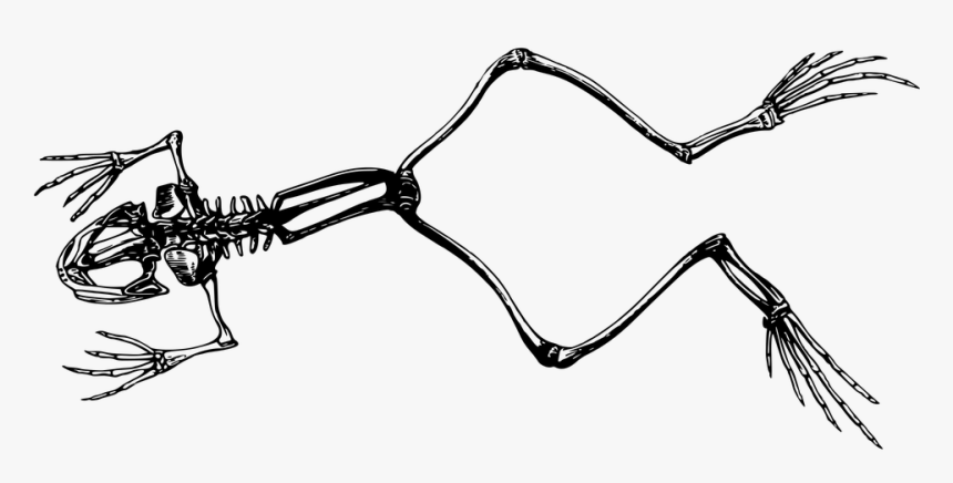 Frog Skeleton Png, Transparent Png