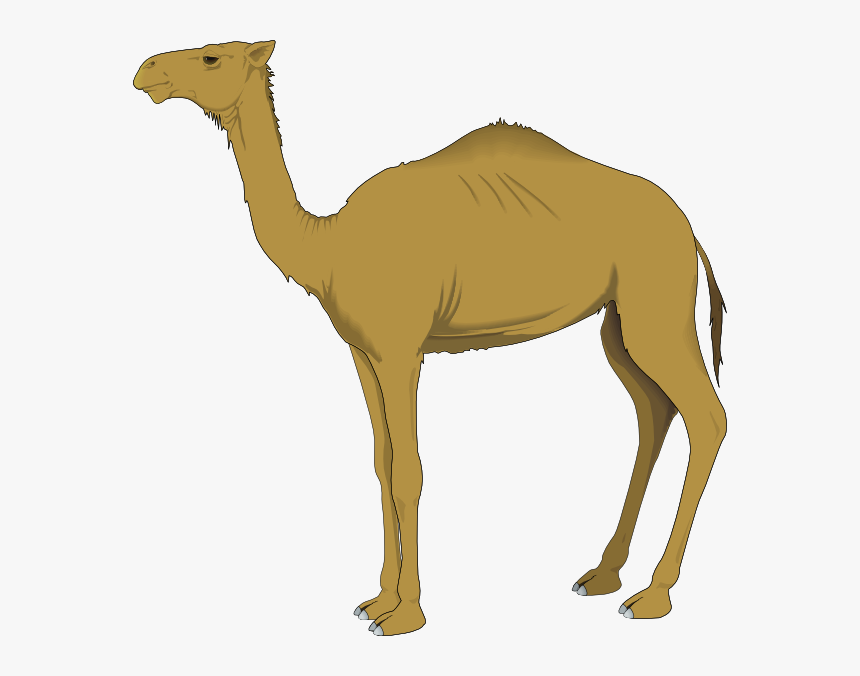 Camel Svg Clip Arts - Clipart Of Camel, HD Png Download