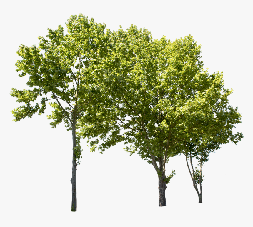 Plane Tree Cut Out, HD Png Download , Transparent Png Image - PNGitem