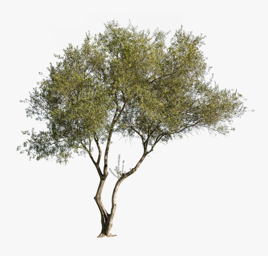 Olea Europaea Png, Transparent Png