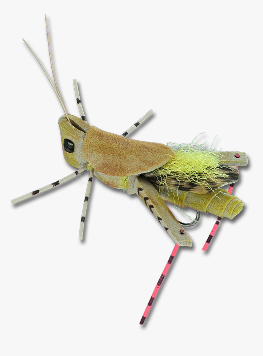 Head Turner Hopper - Grasshopper, HD Png Download