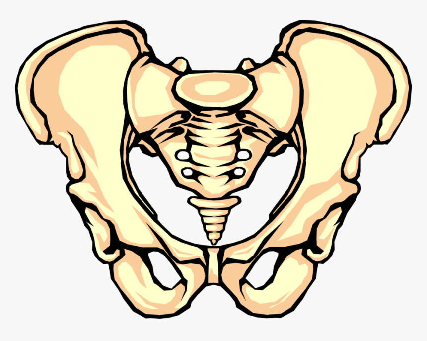 Vector Illustration Of Human Pelvis Bone - Pelvic Bone Clipart, HD Png Download