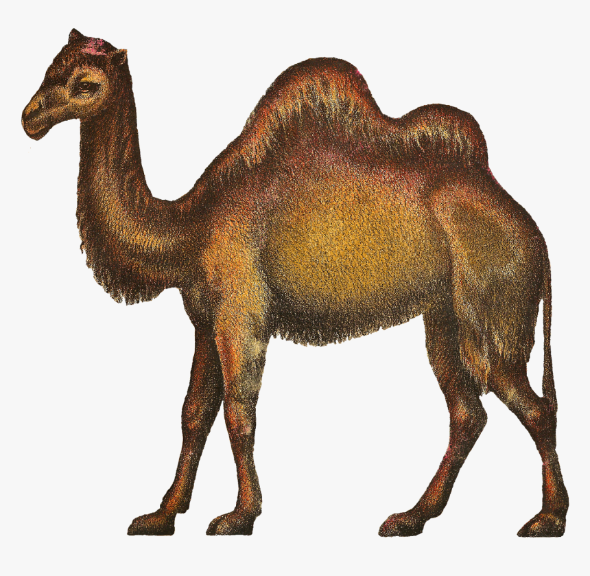 Camels Clipart Kabubi - Camel, HD Png Download