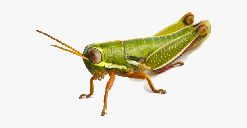Download Grasshopper Png Photo - Grasshopper Png, Transparent Png