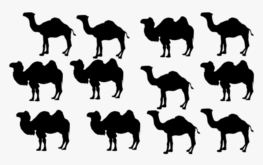 Arabian Camel, HD Png Download