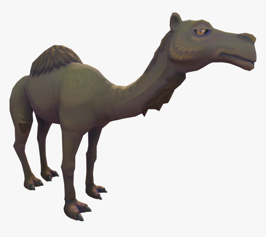 Transparent Camels Png - Arabian Camel, Png Download