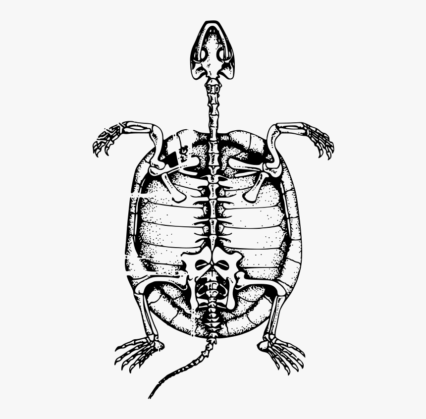 Free Vector Turtle Skeleton - Turtle Skeleton Clipart, HD Png Download