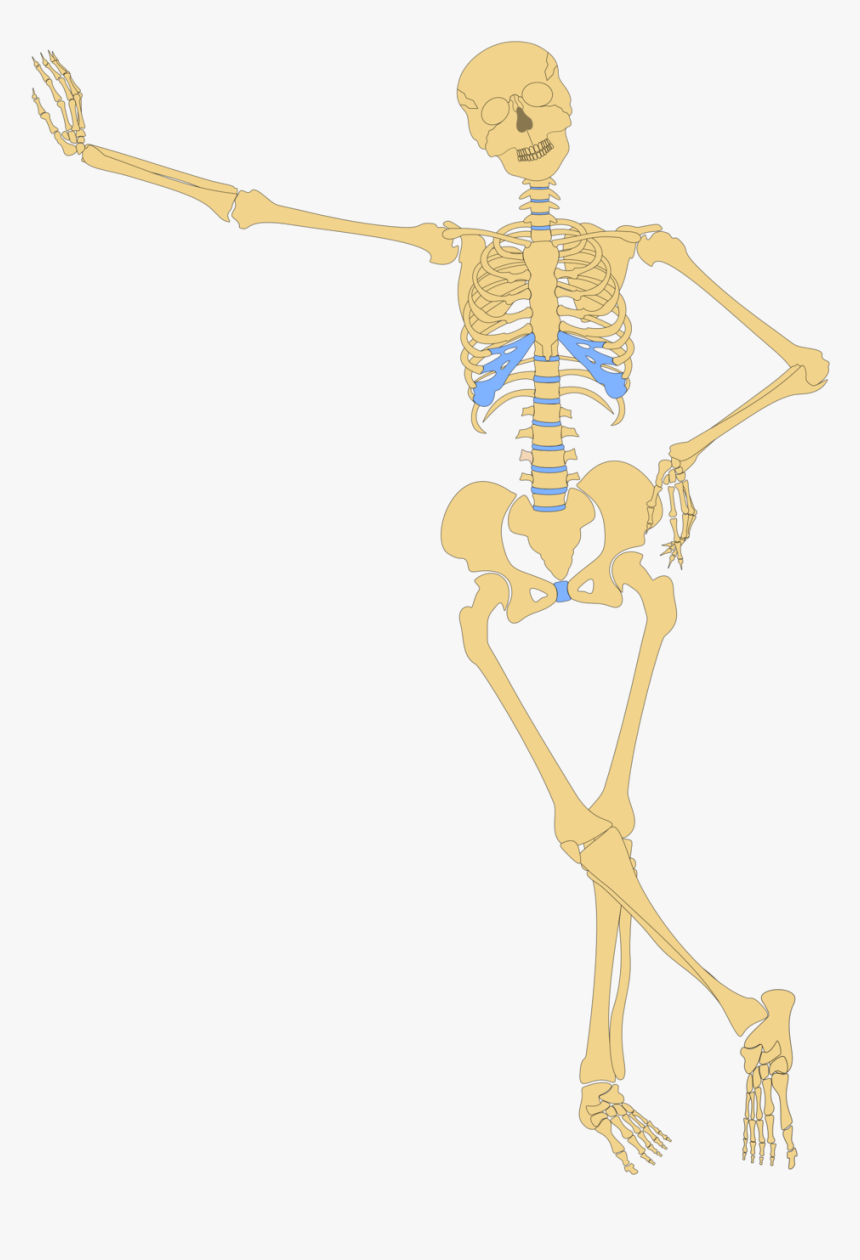 Skeleton Hands On Hips, HD Png Download