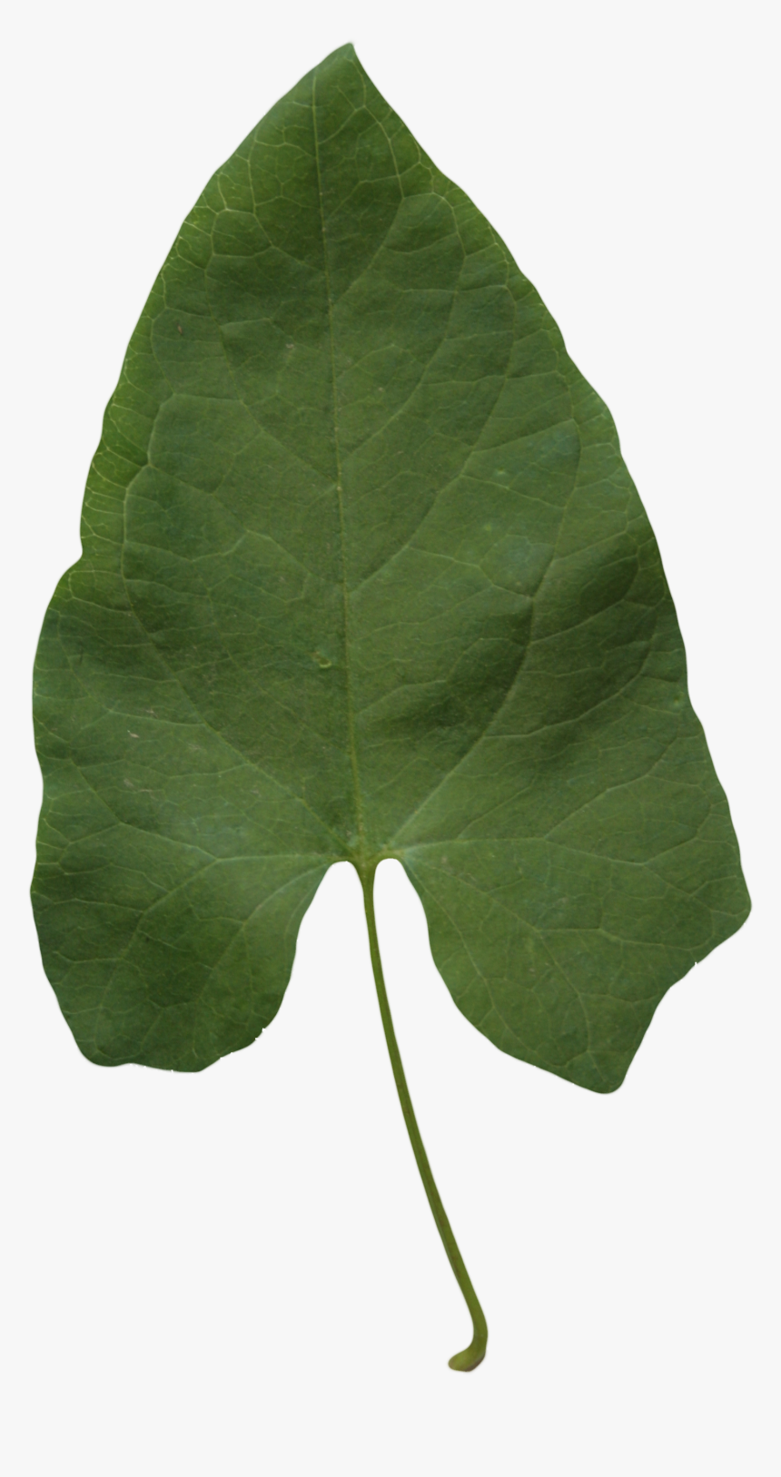 Transparent Leaf Texture, HD Png Download