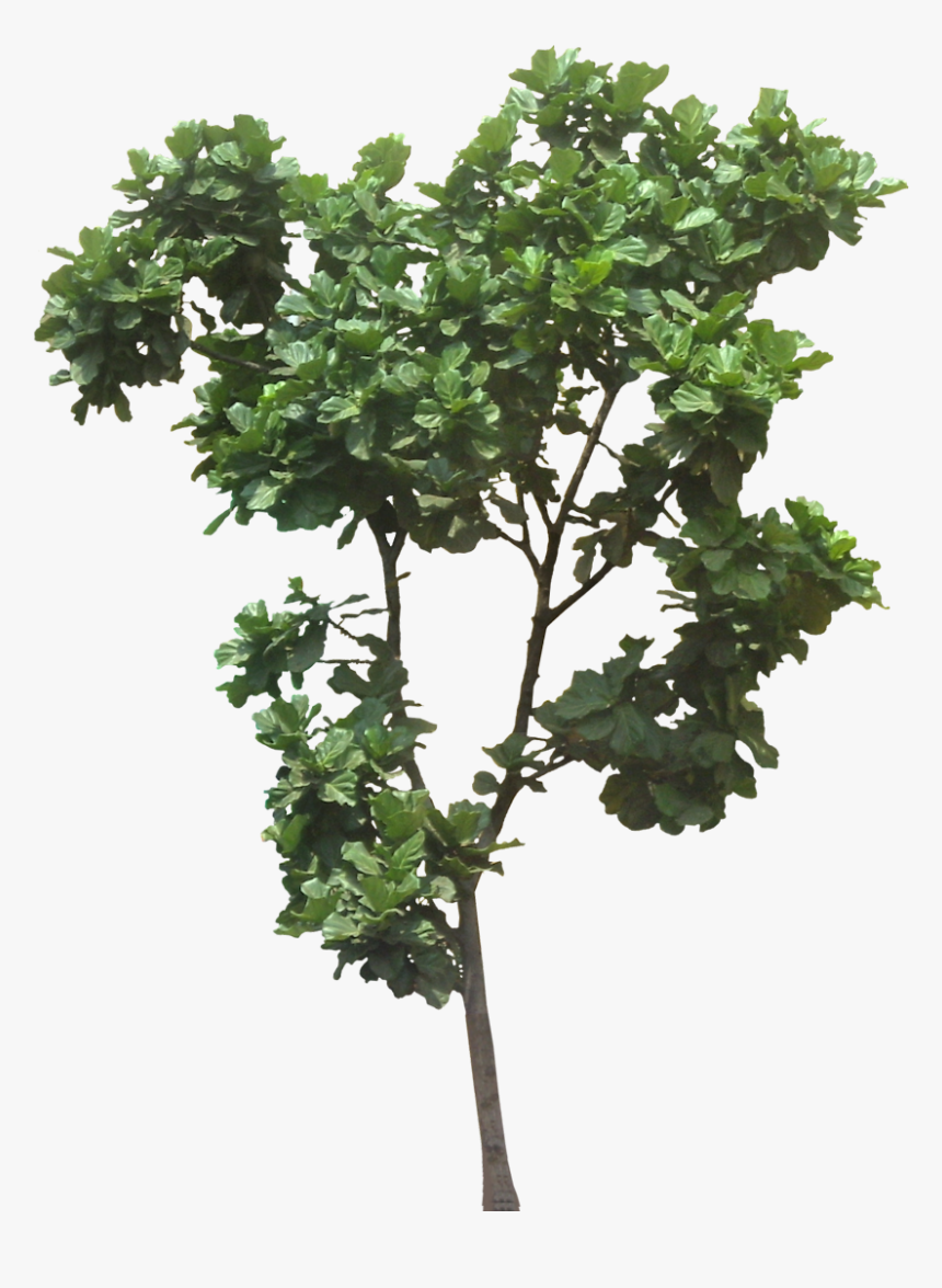 Transparent Jungle Tree Clipart, HD Png Download