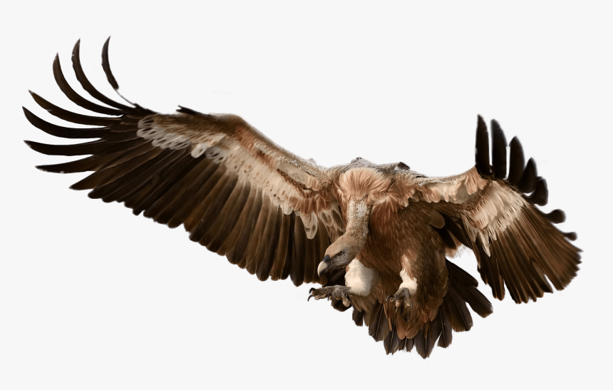 Vulture Attacking Its Prey - Vulture Png, Transparent Png