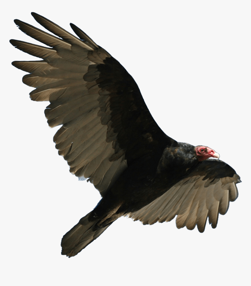 Turkey Vulture Flying - Turkey Vulture Png, Transparent Png