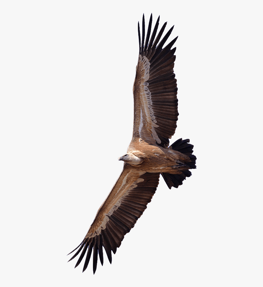 Vulture Transparent, HD Png Download
