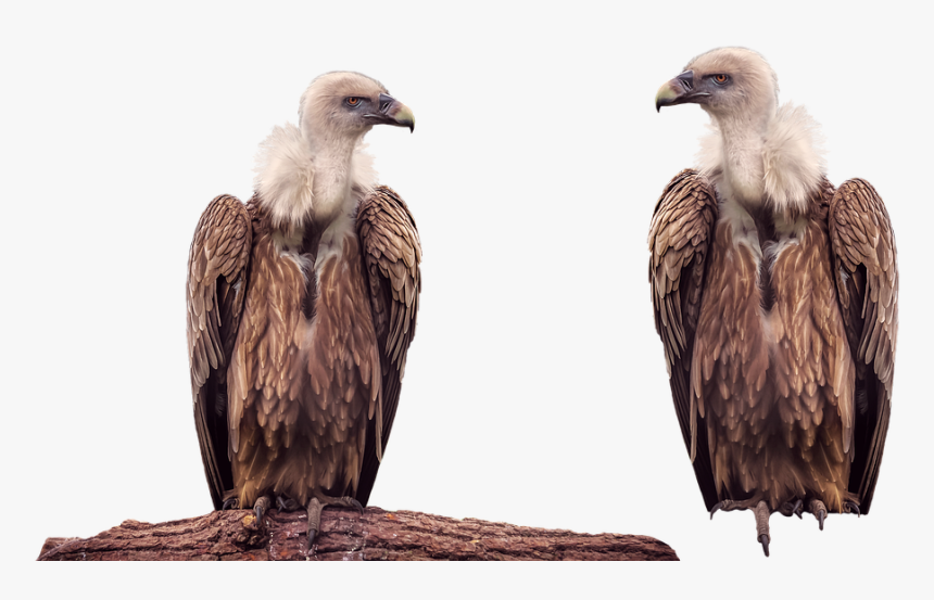 Vulture, Bird, Animal, Isolated, Transparent - Vulture Transparent, HD Png Download