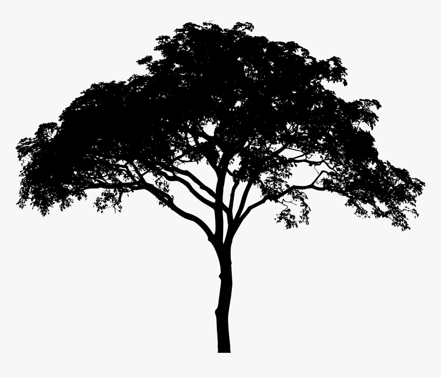 Picture Freeuse Downlo Tree Silhouette Transparent Background Hd Png Download Transparent Png Image Pngitem