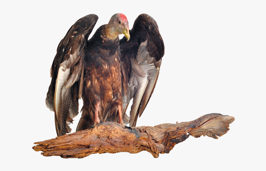 Giddha Meaning In Hindi, HD Png Download