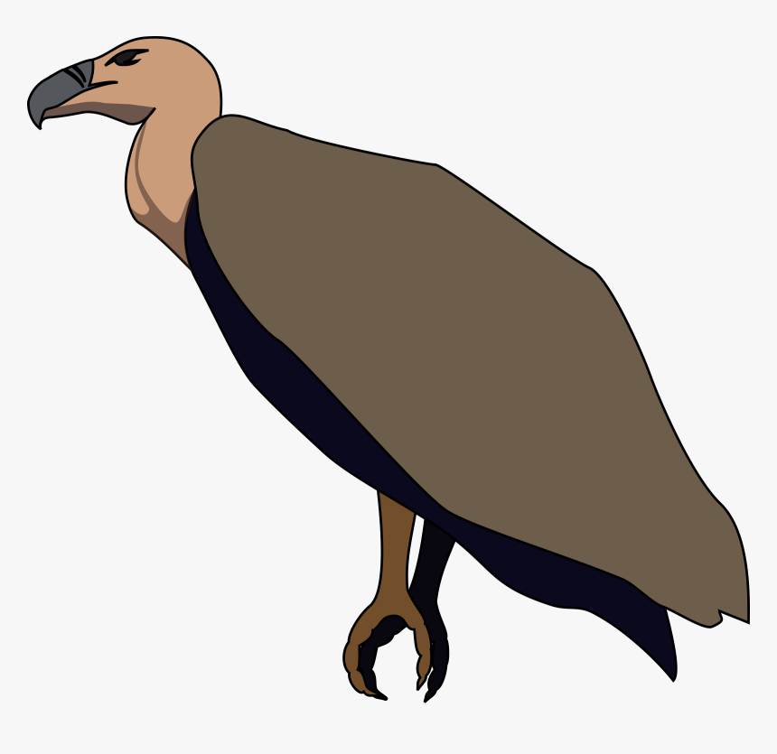 Bird,vulture,flightless Bird,andean Condor - Turkey Vulture Clipart, HD Png Download