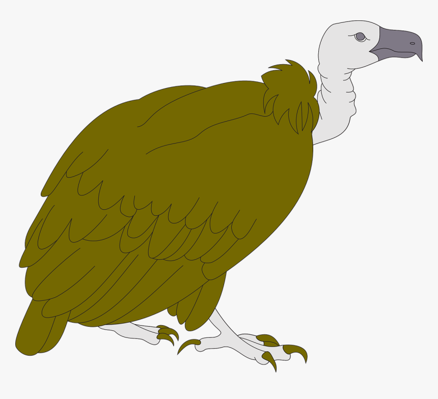 Turkey Vulture Clipart, HD Png Download