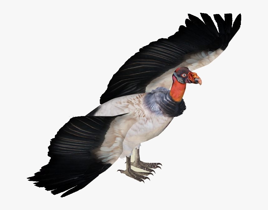 Png Of Vultures - Zoo Tycoon 2 Vulture, Transparent Png