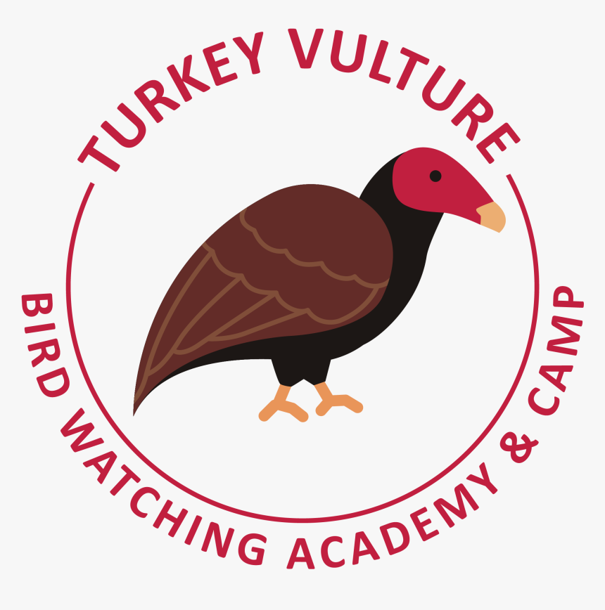 Transparent The Vulture Png - Turkey Vulture, Png Download